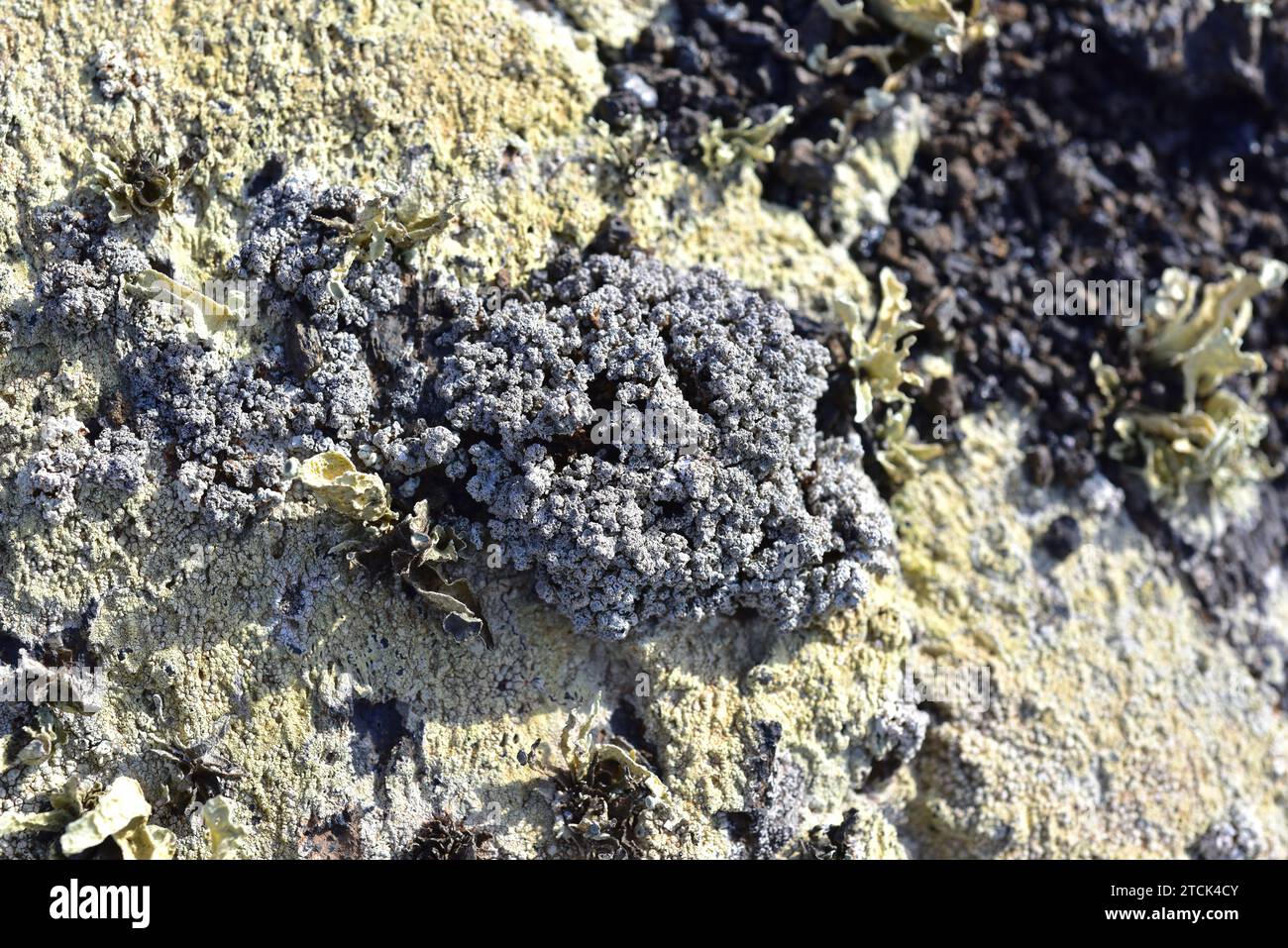 Stereocaulon vesuvianum is a fruticose lichen. This photo was taken in Lanzarote Island, Canary Islands, Spain. Stock Photo