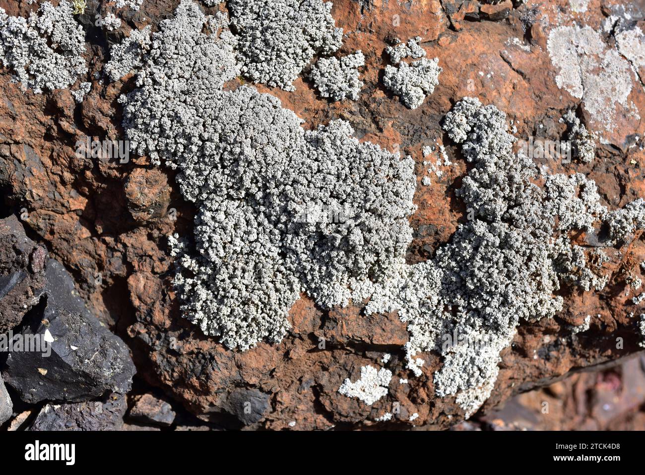 Stereocaulon vesuvianum is a fruticose lichen. This photo was taken in Lanzarote Island, Canary Islands, Spain. Stock Photo