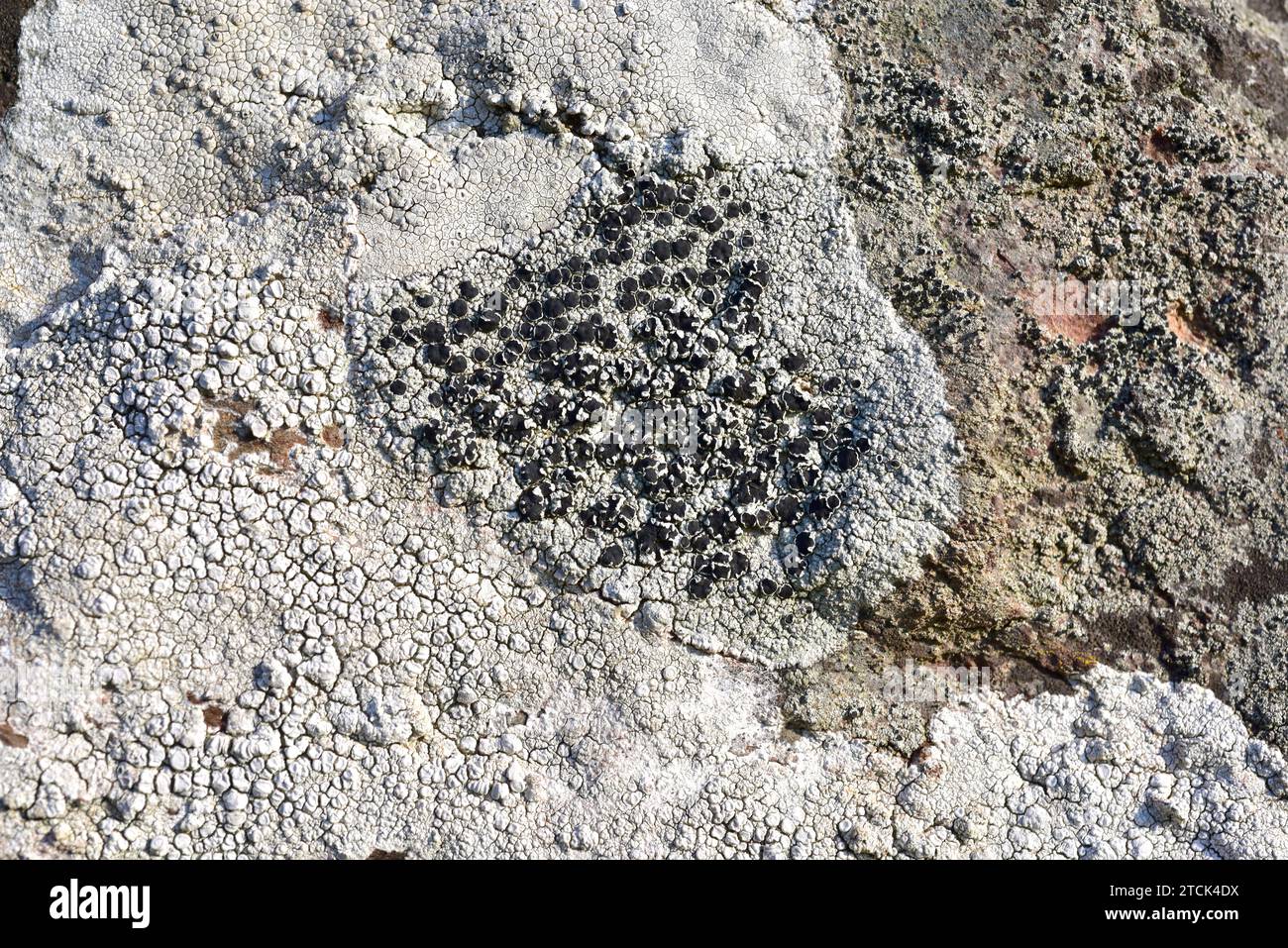 Tephromela atra or Lecanora atra is a crustose lichen with black apothecia. This photo was taken in La Albera, Girona province, Catalonia, Spain. Stock Photo
