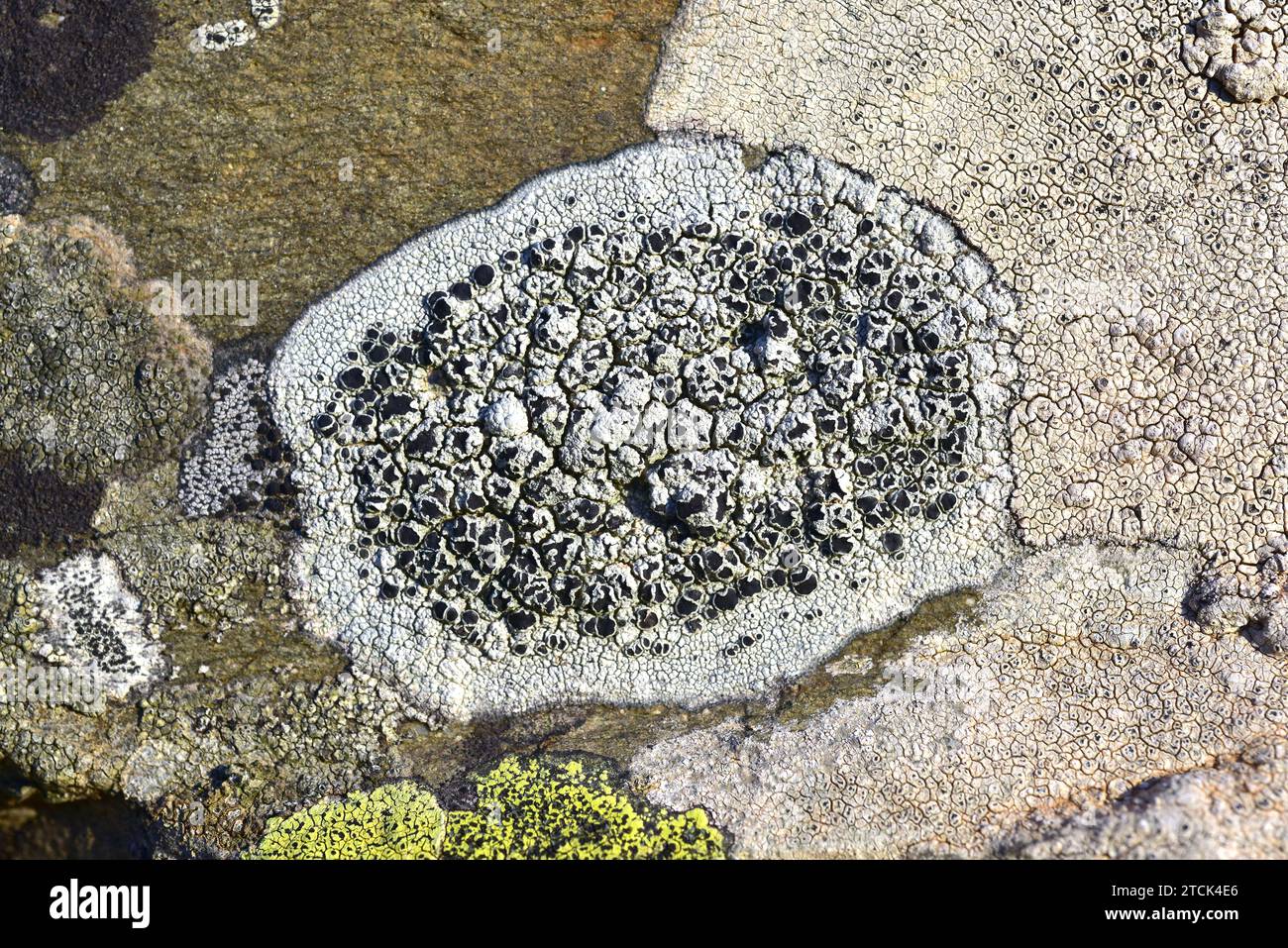 Tephromela atra or Lecanora atra is a crustose lichen with black apothecia. This photo was taken in La Albera, Girona province, Catalonia, Spain. Stock Photo