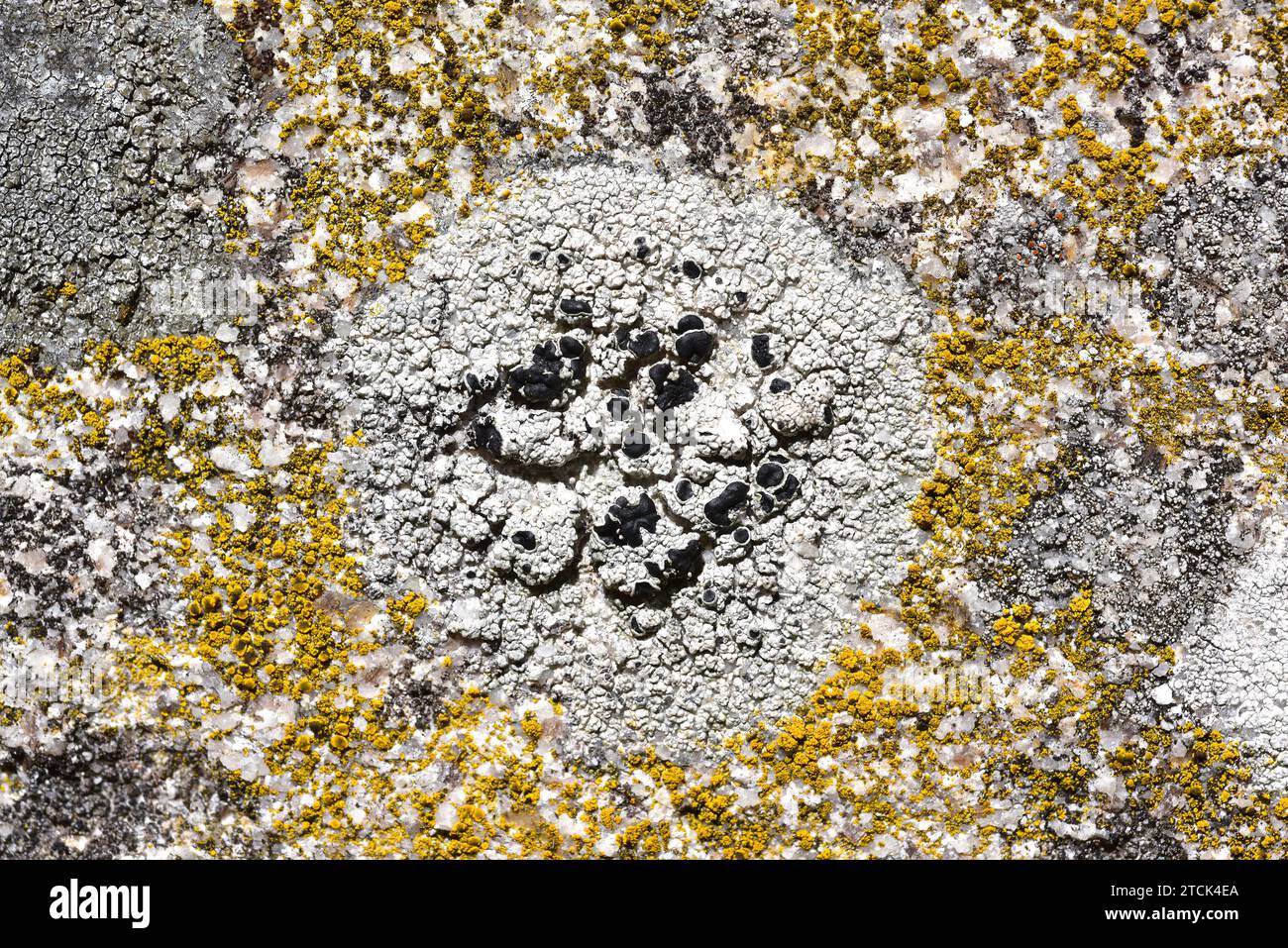 Tephromela atra or Lecanora atra is a crustose lichen with black apothecia; around it Candelariella vitellina (yellow lichen). This photo was taken in Stock Photo