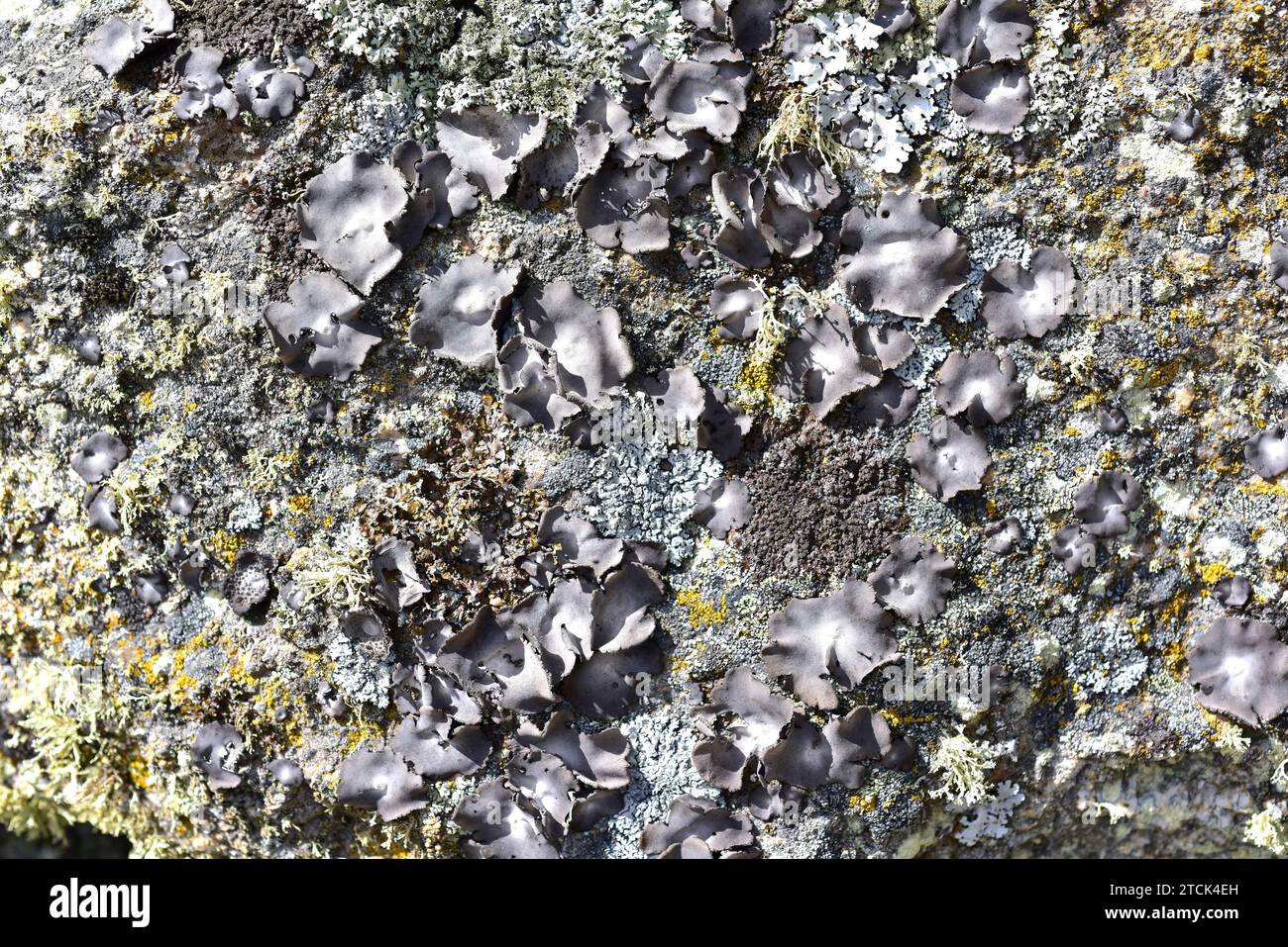 Umbilicaria hirsuta is a foliose lichen growing on granite rock.This photo was taken in Arribes del Duero Natural Park, Zamora province, Castilla-Leon Stock Photo