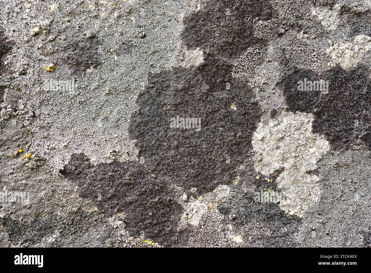 Verrucaria fuscella is a crustose lichen with black apothecia. This photo was taken in Arribes del Duero Natural Park, Zamora province, Castilla-Leon, Stock Photo
