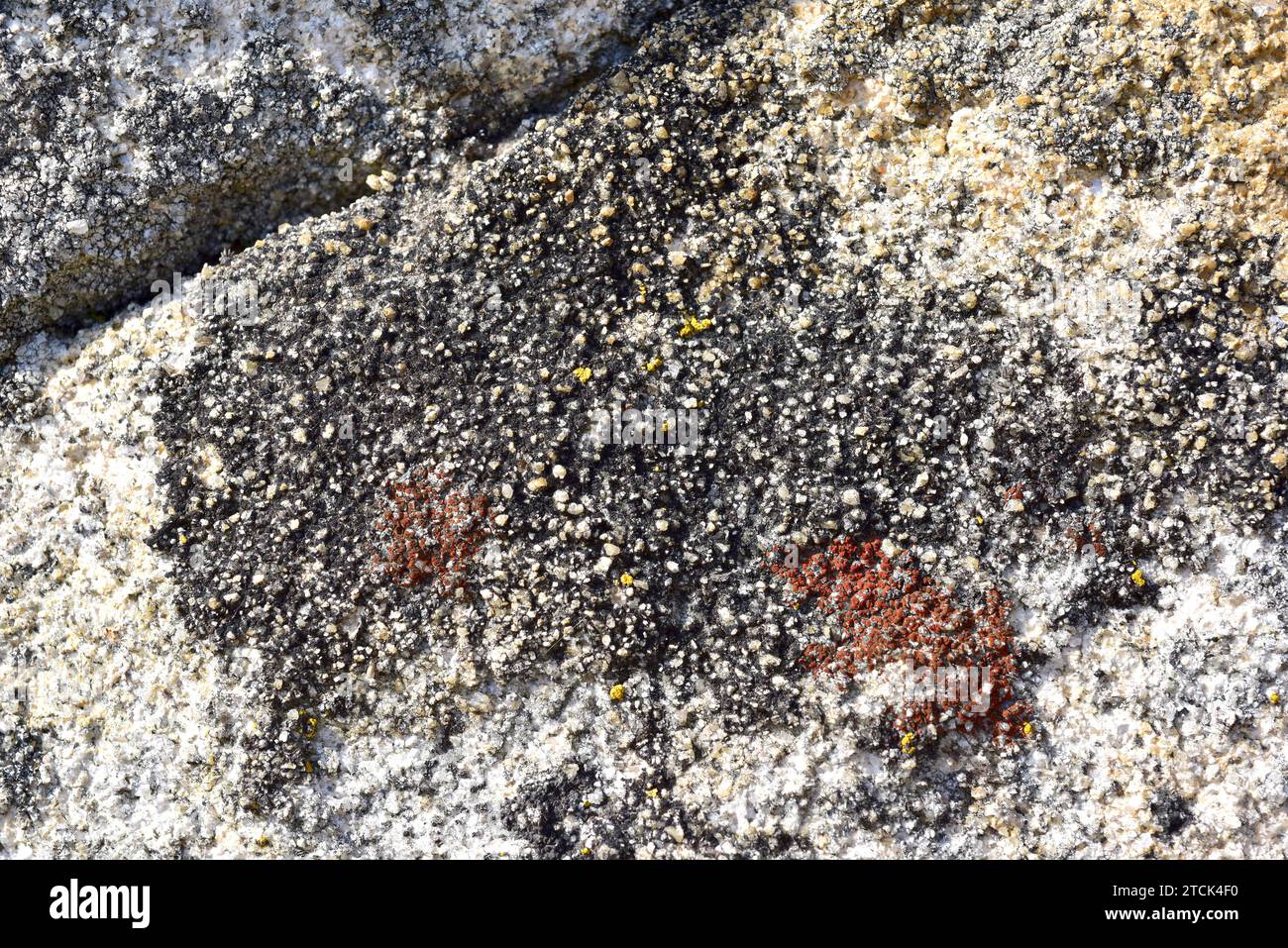 Verrucaria nigrescens (black) and Caloplaca crenularia (red) are two crustose lichens. This photo was taken in Arribes del Duero Natural Park, Zamora Stock Photo