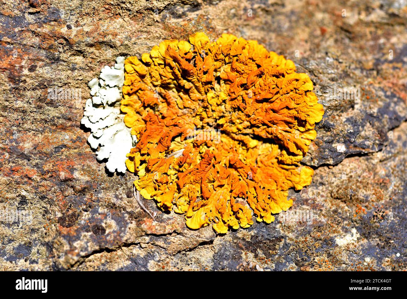 Xanthoria calcicola or Xanthoria aureola is a foliose lichen. This photo was taken in La Albera, Girona province, Catalonia, Spain. Stock Photo