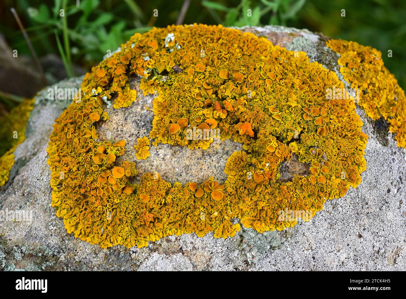 Xanthoria calcicola or Xanthoria aureola is a foliose lichen with orange apothecia. This photo was taken in La Albera, Girona province, Catalonia, Spa Stock Photo