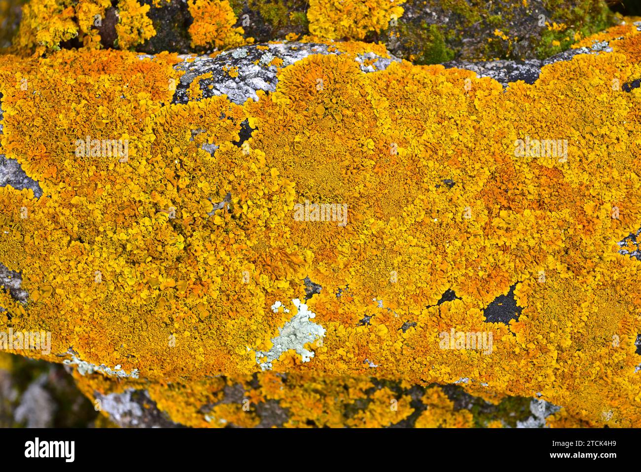 Xanthoria calcicola or Xanthoria aureola is a foliose lichen with orange apothecia. This photo was taken in La Albera, Girona province, Catalonia, Spa Stock Photo