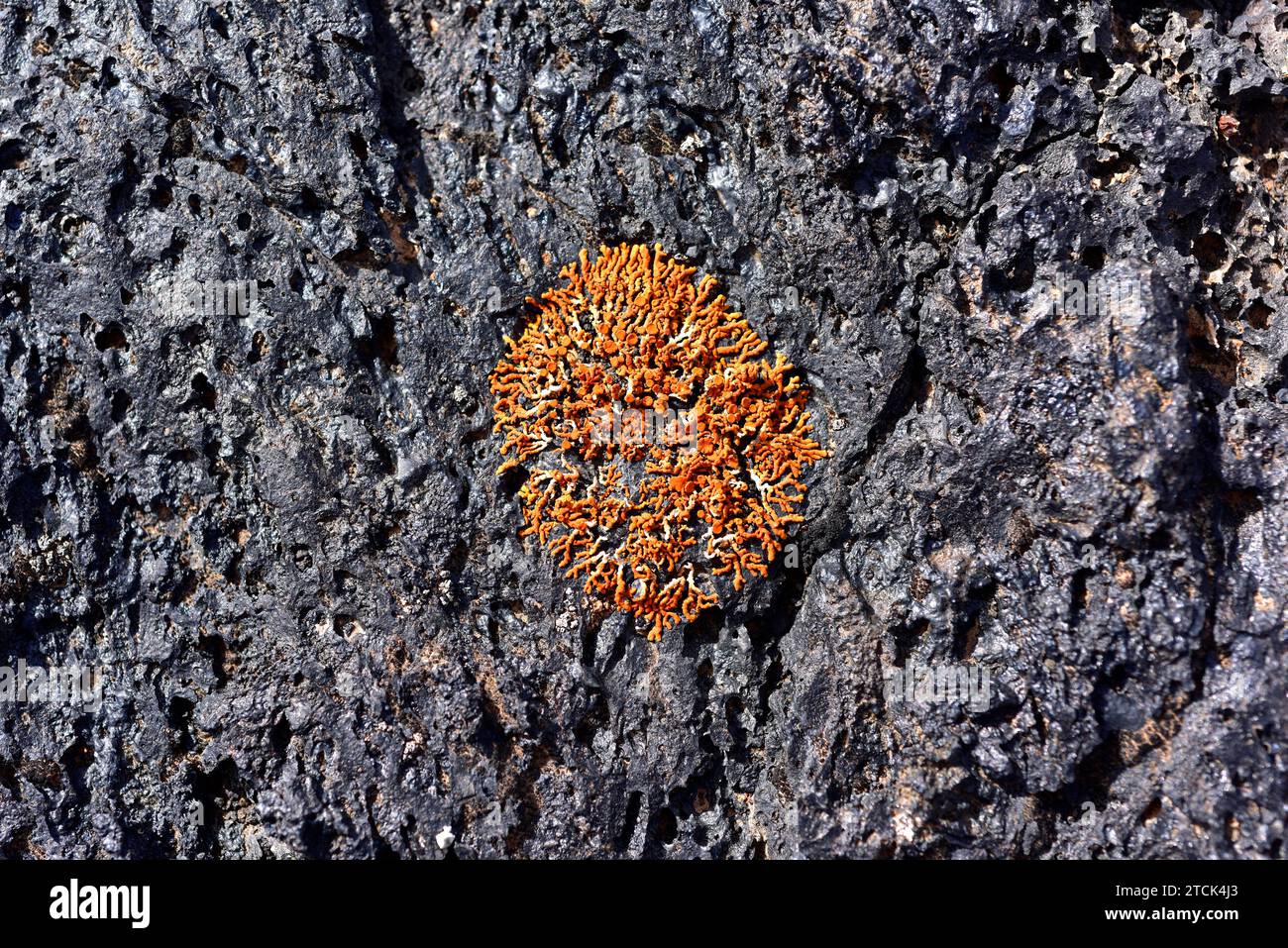 Xanthoria resendei is a foliose lichen with red apothecia growing in volcanic rock. This photo was taken in Lanzarote Island, Canary Islands, Spain. Stock Photo