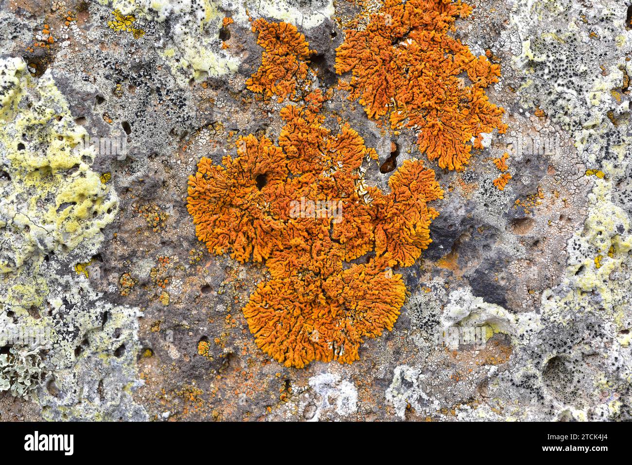 Xanthoria resendei is a foliose lichen with red apothecia growing in volcanic rock. This photo was taken in Lanzarote Island, Canary Islands, Spain. Stock Photo