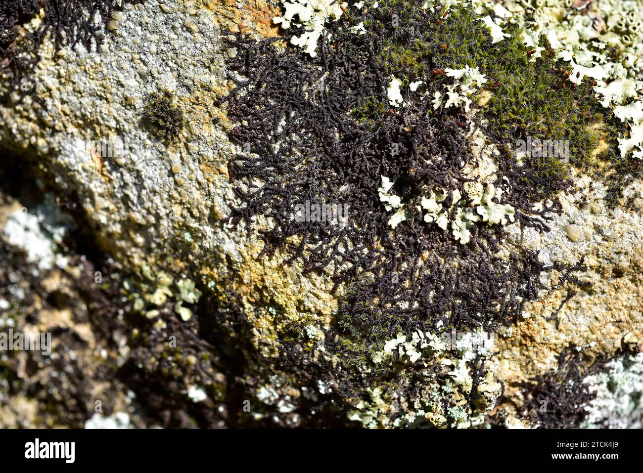 Dilated scalewort (Frullania dilatata) is a species of liverwort. This photo was taken in La Albera, Girona province, Catalonia, Spain. Stock Photo