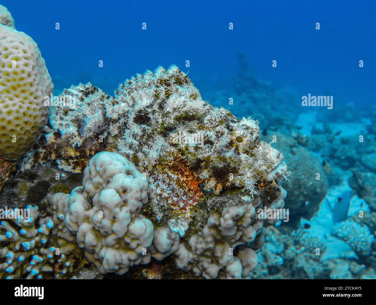 Talha Fish Drachenkopf Scorpaena scrofa, Unterwasser-Foto, Tauchplatz Abu Talha ...