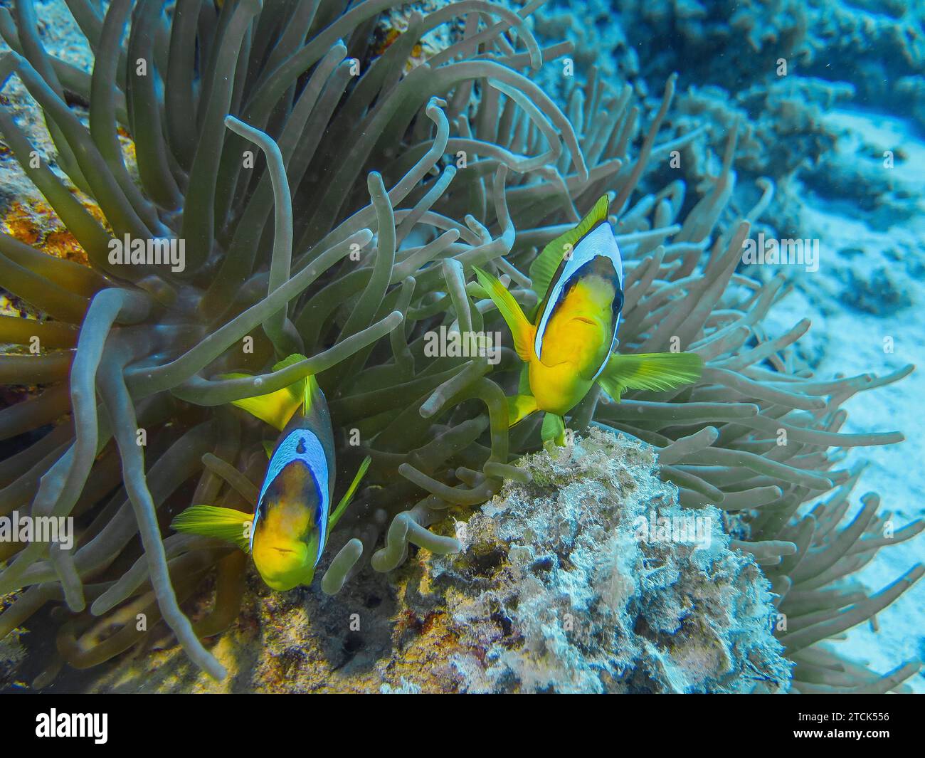 Seeanemone Actiniaria, Rotmeer-Anemonenfisch Amphiprion bicinctus ...