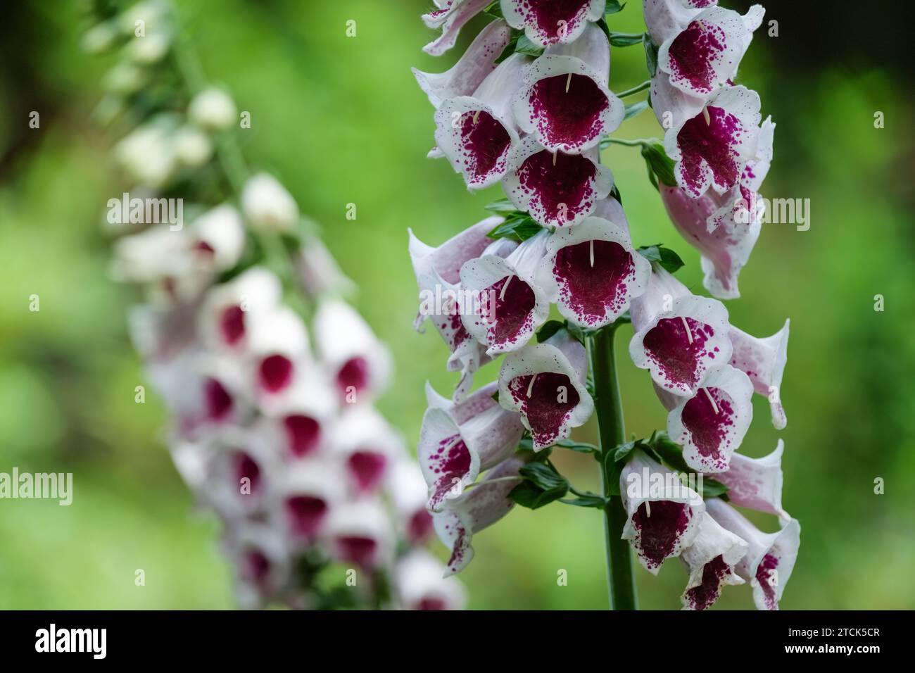 Digitalis purpurea 'Pam's Choice, foxglove, white, trumpet-shaped flowers, splotched and freckled with maroon in the throats Stock Photo