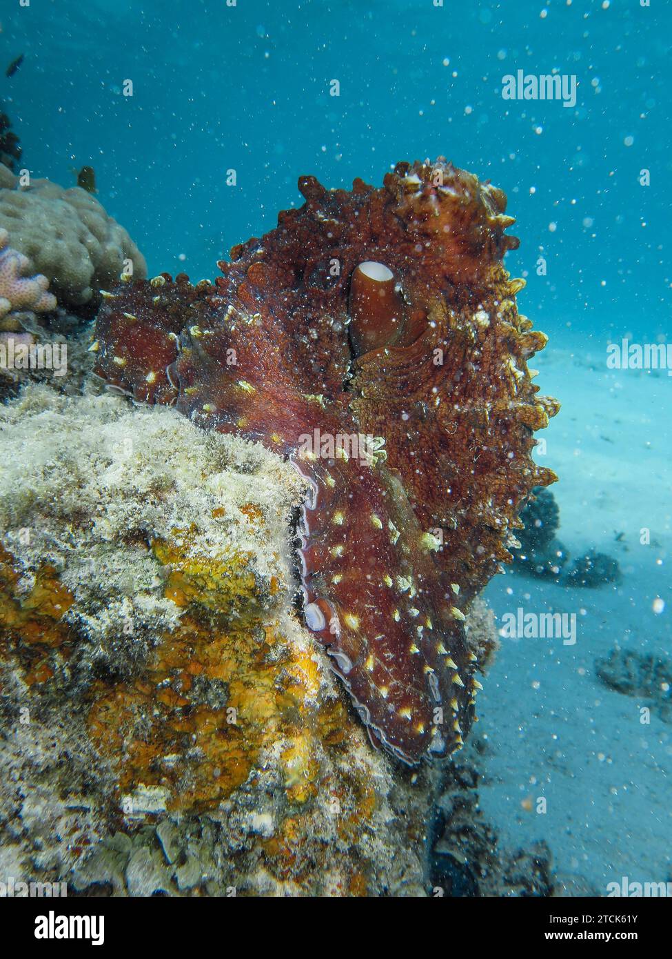 Octopus, UnterwasserFoto, Tauchplatz The Canyon, Dahab, Golf von Akaba