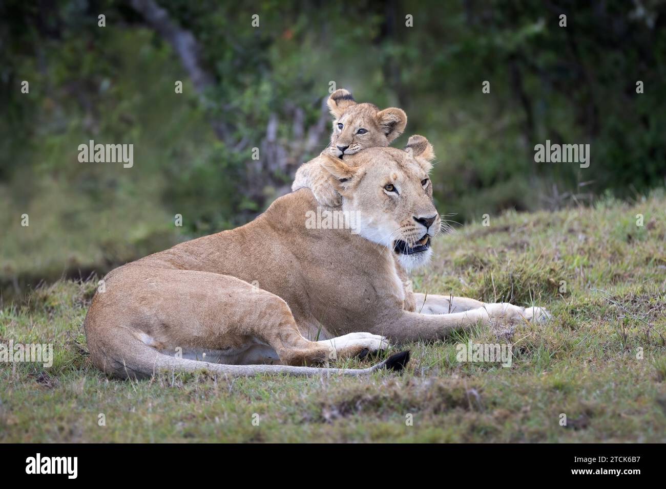 Playful lioness panthera leo hi-res stock photography and images - Alamy