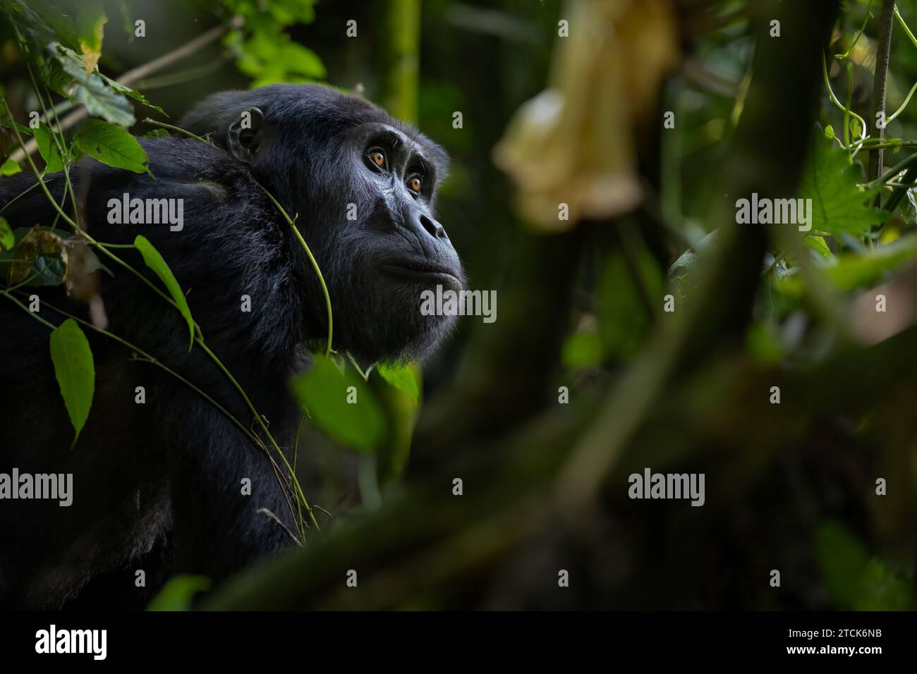Female mountain gorilla [Gorilla beringei beringei], Bwindi Impenetrable National Park, Uganda, Africa Stock Photo