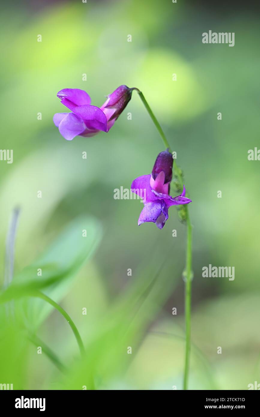 Spring vetchling, Lathyrus vernus, also known as Spring pea, wild flowering plant from Finland Stock Photo