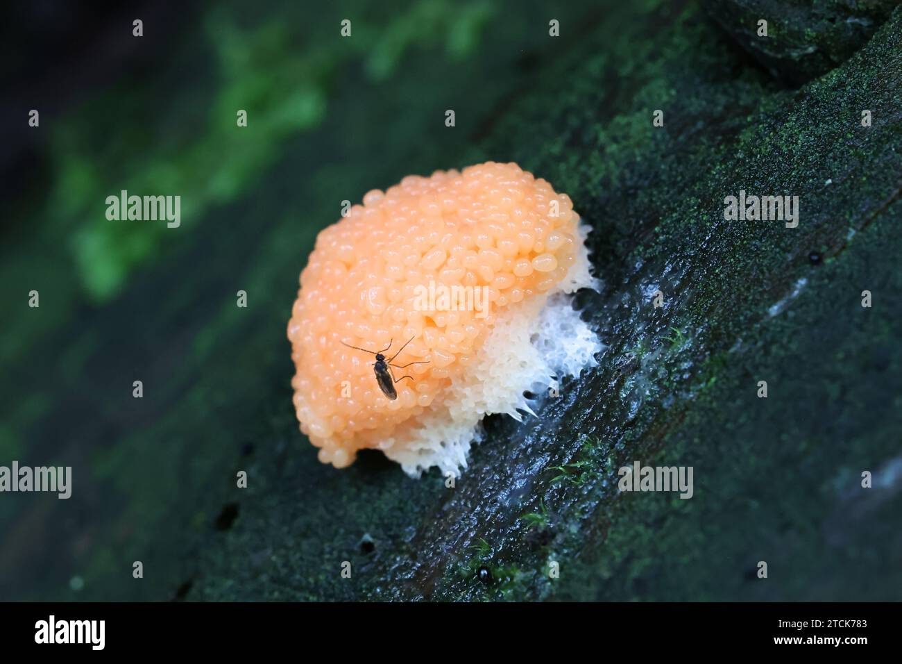 Tubifera ferruginosa, commonly known as raspberry slime mold Stock Photo