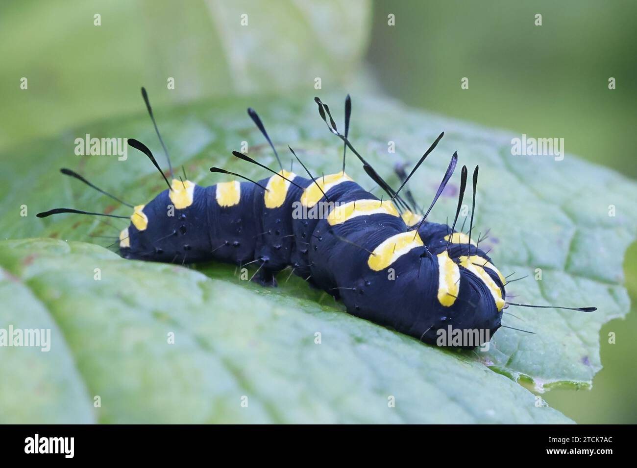 Alder moth, Acronicta alni, black caterpillar with yellow stripes Stock
