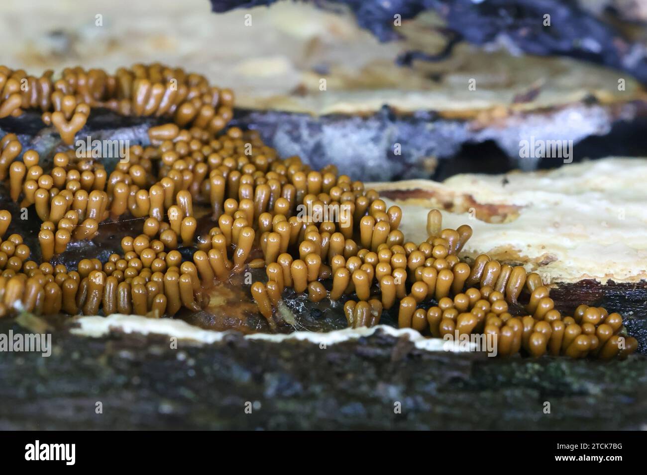 Trichia favoginea, a slime mold from Finland, no common English name Stock Photo