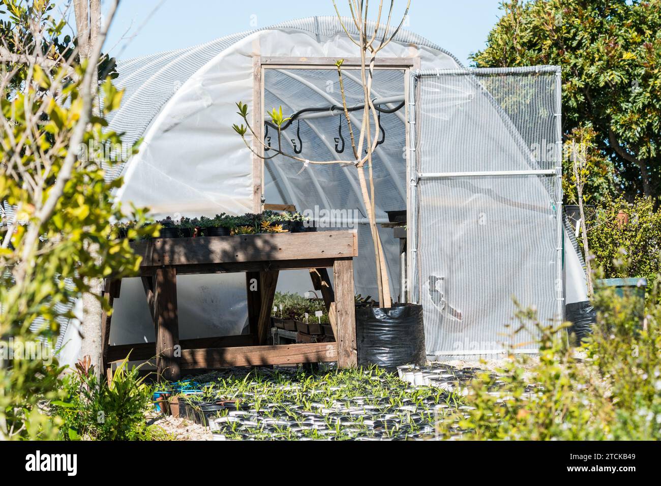 greenhouse, potting shed, hothouse covered in shade cloth in a nursery or garden concept gardening and horticulture in South Africa Stock Photo
