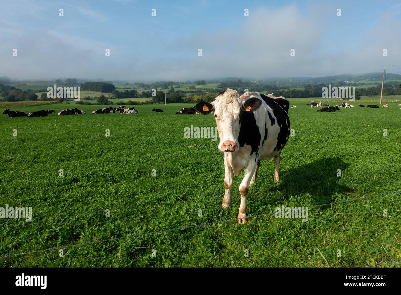 cow standing in a meadow Stock Photo - Alamy