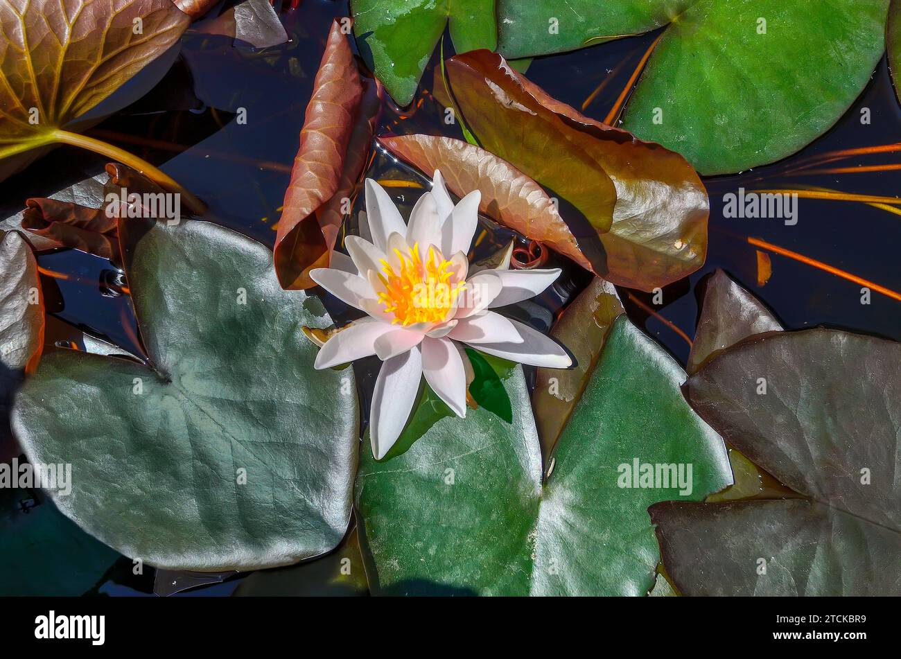 Pale pink water lily flower among green leaves floating on surface of pond, close up. A delightfully delicate aquatic plant - nymphea or water lily is Stock Photo
