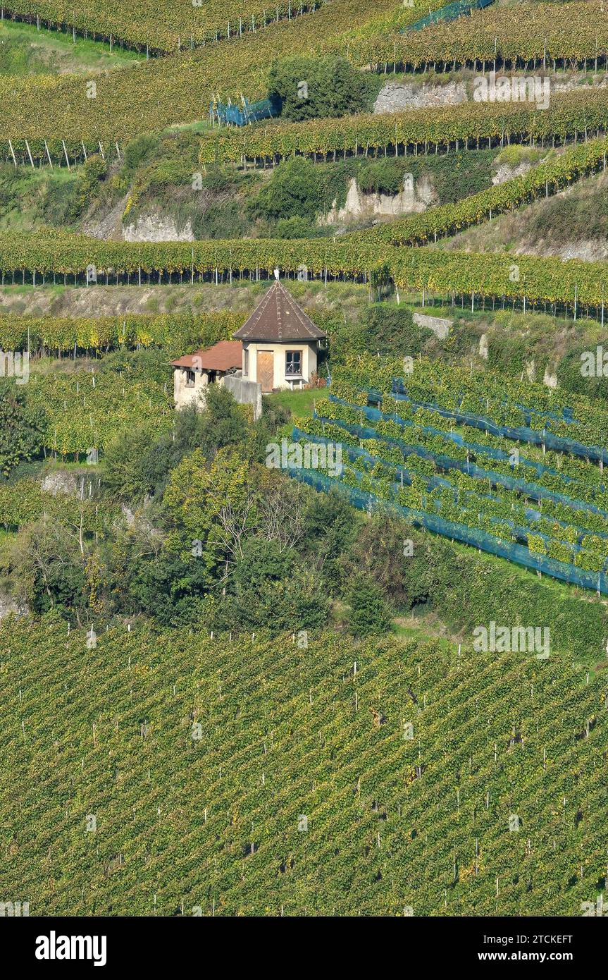 Vineyards close to Village of Achkarren,Kaiserstuhl wine region,Black Forest,Germany Stock Photo