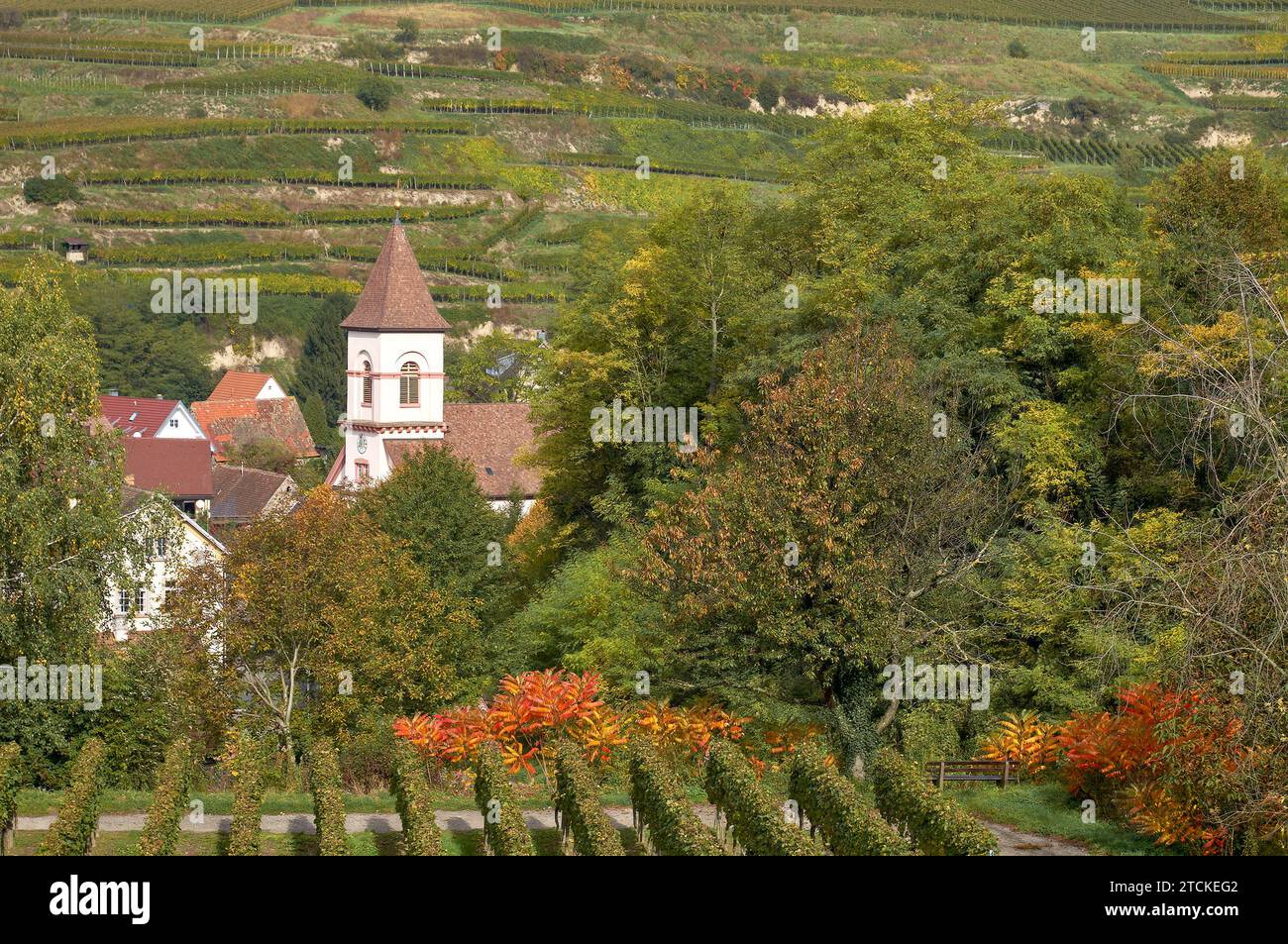 Village of Achkarren,Kaiserstuhl wine region,Black Forest,Germany Stock Photo