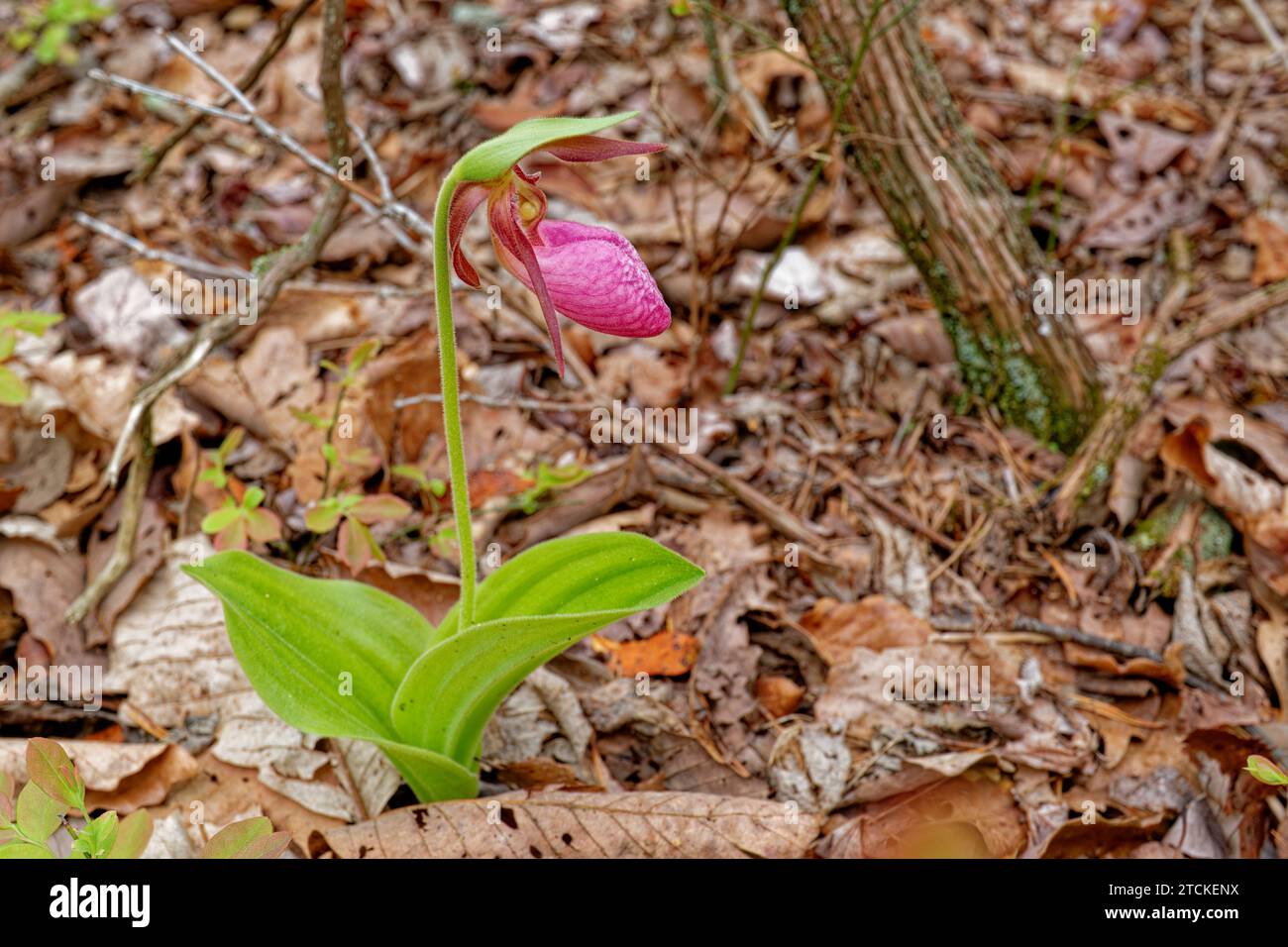 Bright pink with foliage lady's slipper plant in full bloom emerged from the forest ground surrounded by fallen leaves and twigs in the forest in earl Stock Photo