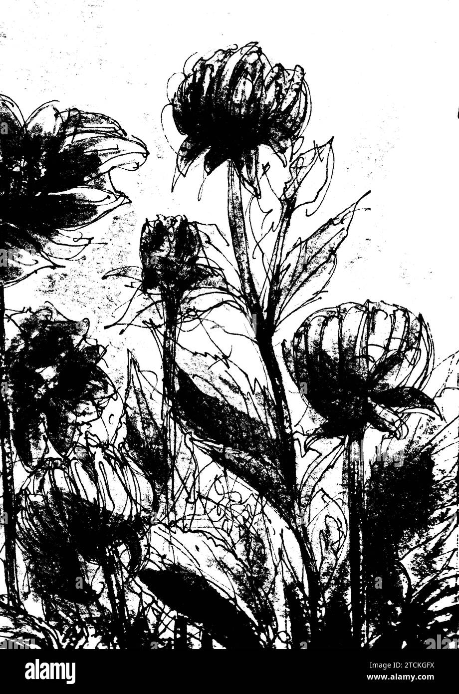 Black and white etching of dahlia flowers Stock Photo Alamy