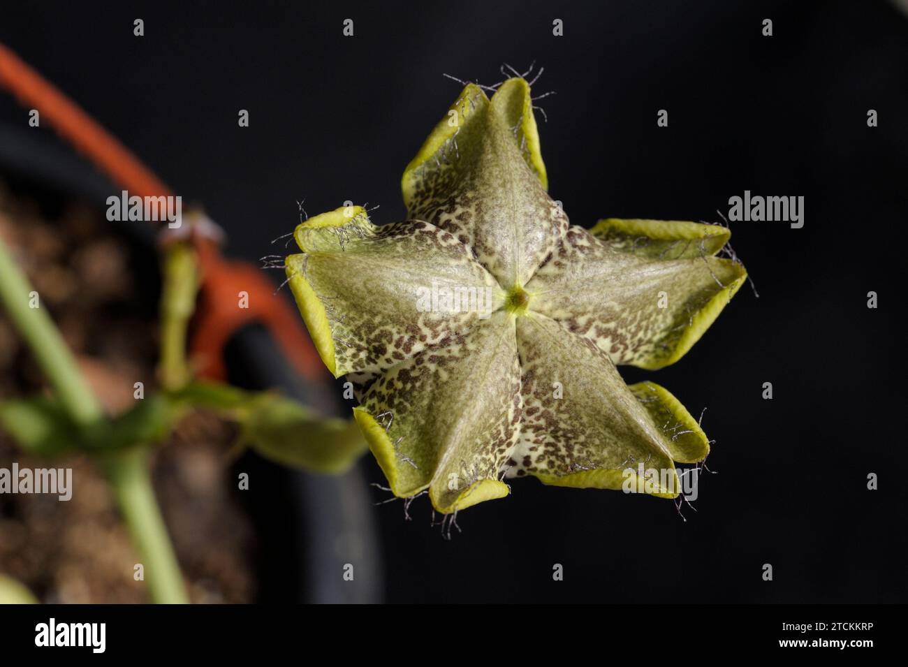 Ceropegia sandersonii flower Stock Photo