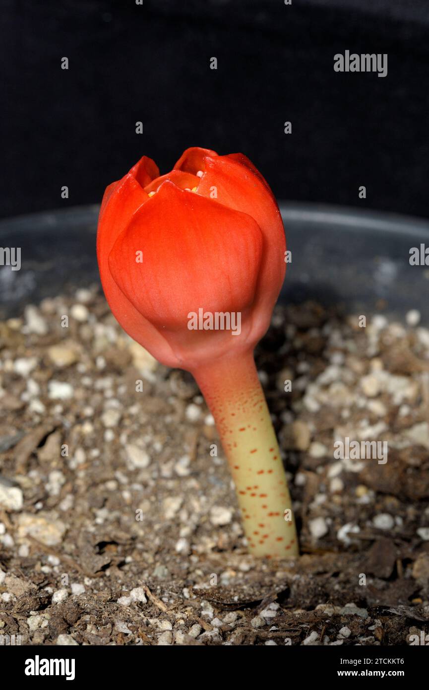 Haemanthus coccineus flower Stock Photo