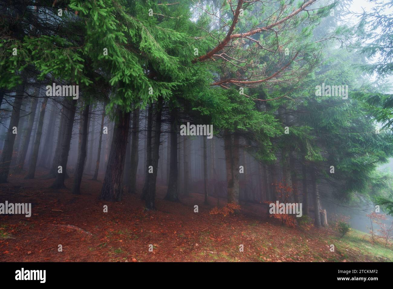 Thick fog background hi-res stock photography and images - Alamy
