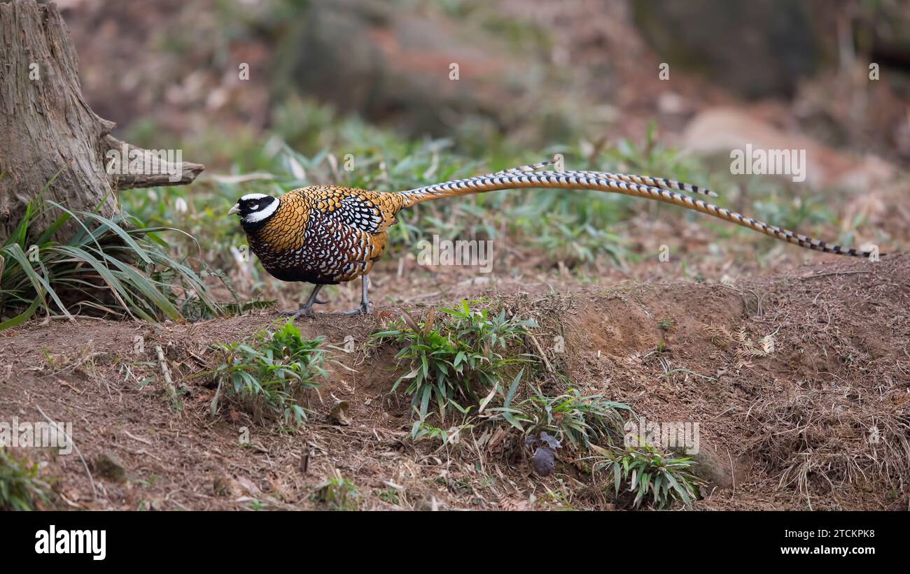 Adult Male Reeves's Pheasant Stock Photo