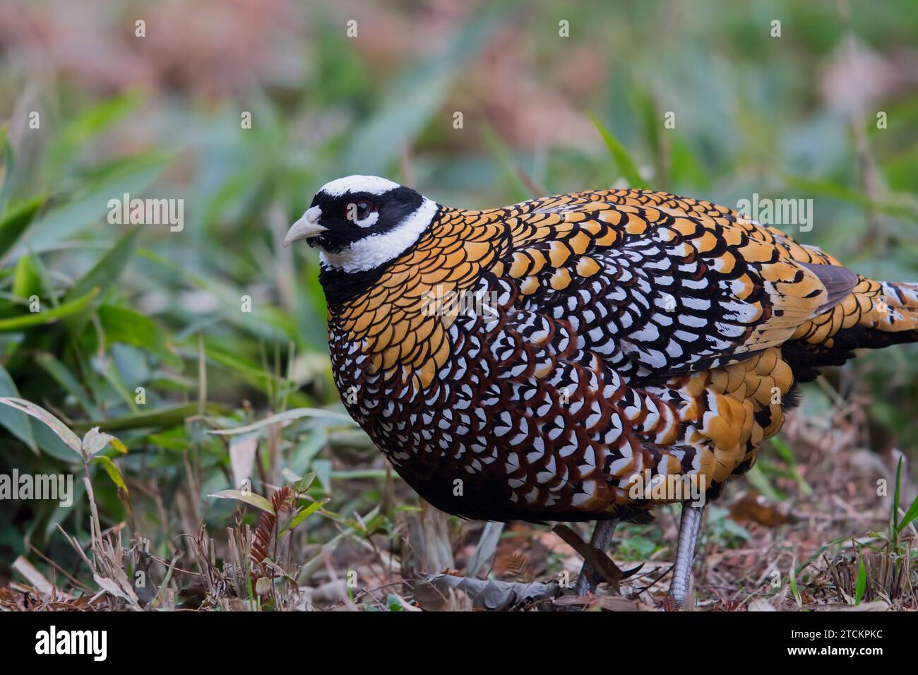 Adult Male Reeves's Pheasant Stock Photo