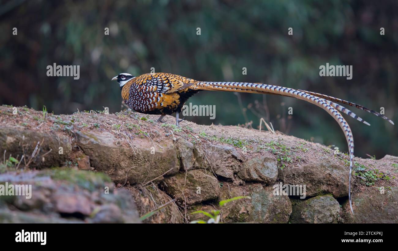 Adult Male Reeves's Pheasant Stock Photo