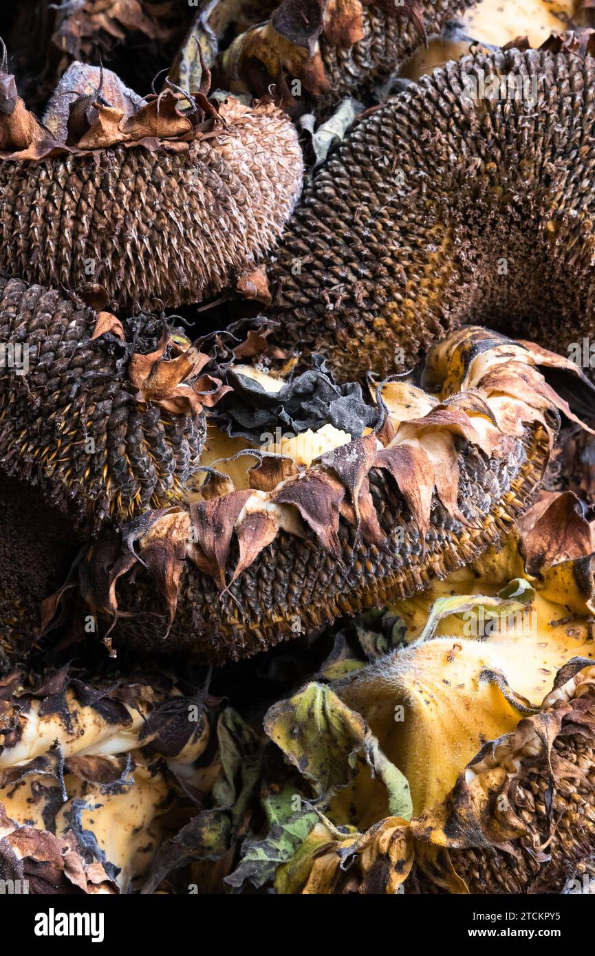 A pile of sunflower heads with seeds that are drying out Stock Photo