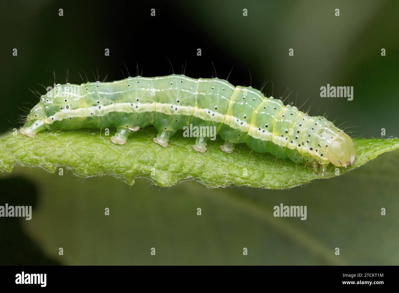 Dun-bar moth caterpillar (Cosmia trapezina) crawling on leaf. Tipperary, Ireland Stock Photo