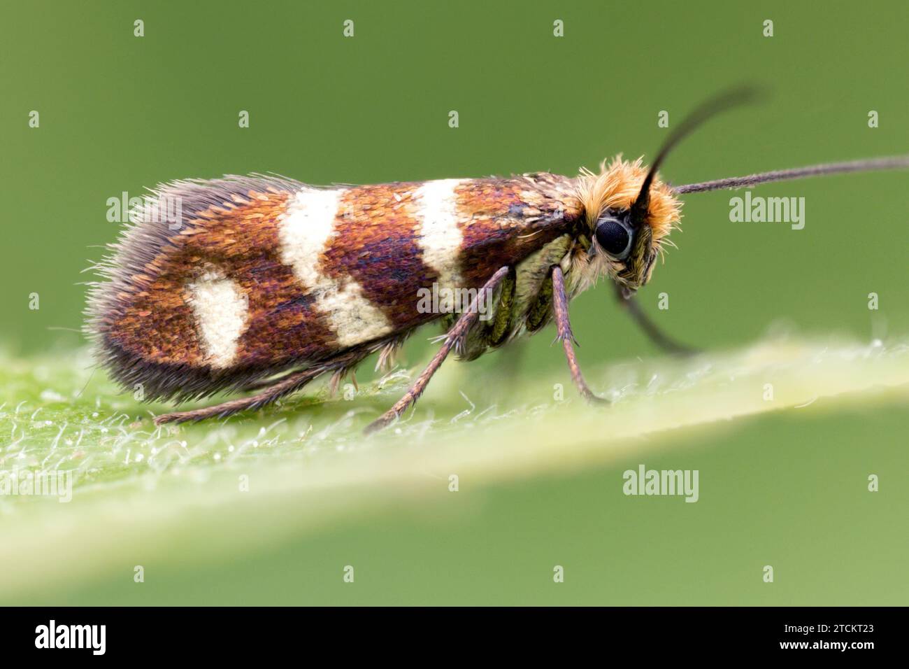 Micropterix aureatella micromoth resting on leaf. Tipperary, Ireland Stock Photo