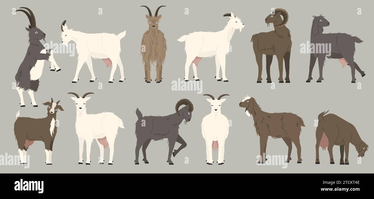 Goats collection. Cartoon black nanny goats, cartoon alpine herd of dairy animal with wool and horns. Vector isolated mascot Stock Vector