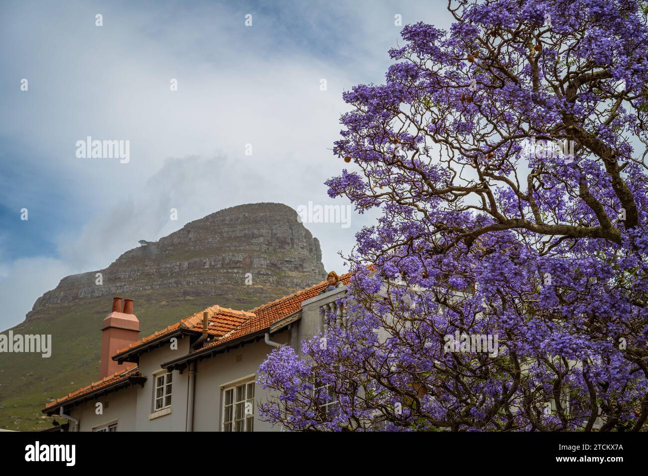 Devils Peak in the background with a jacaranda tree in front. Stock Photo