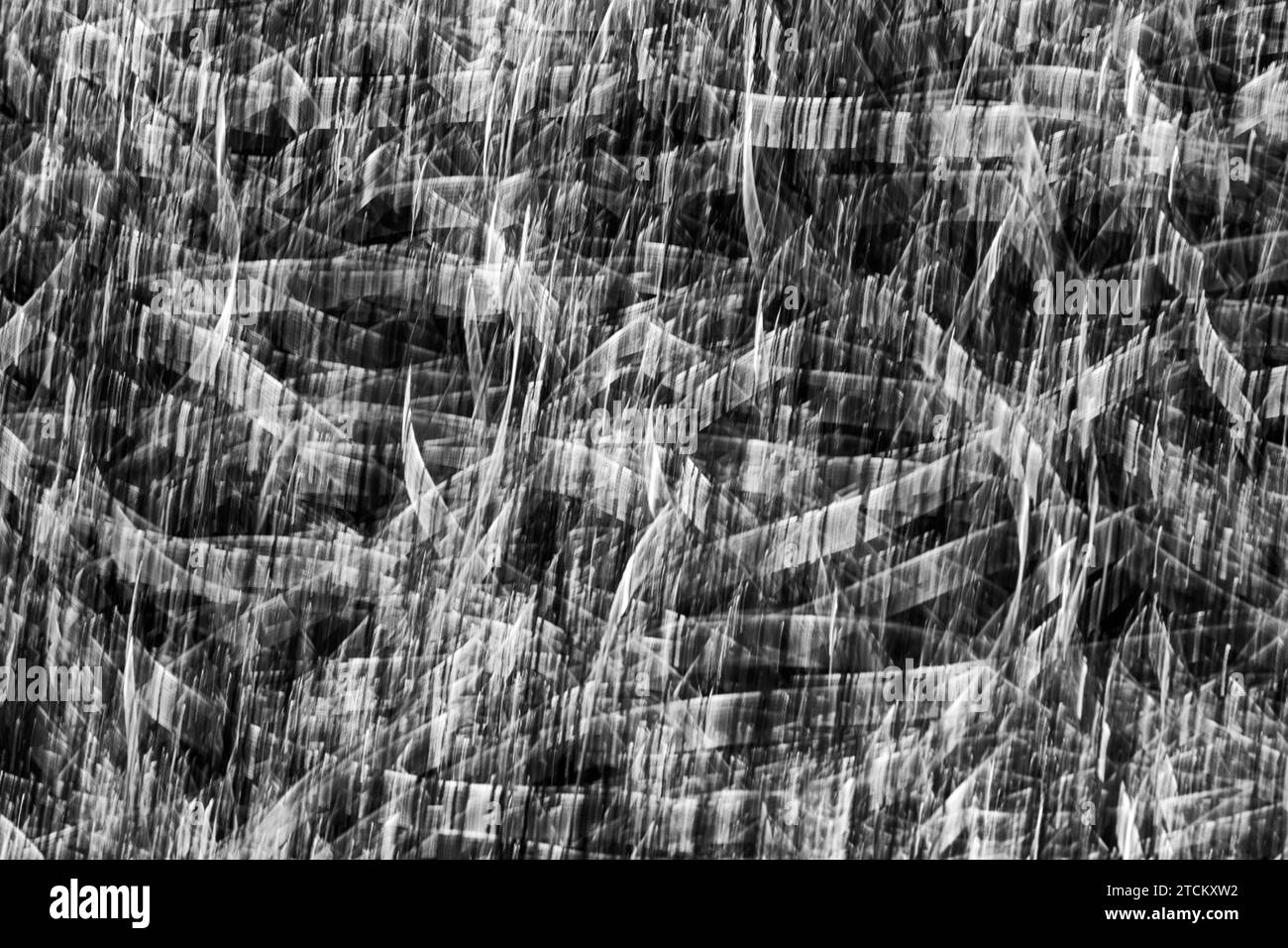 Leaves of Grass, abstract background, wiping effect, bulb exposure Stock Photo