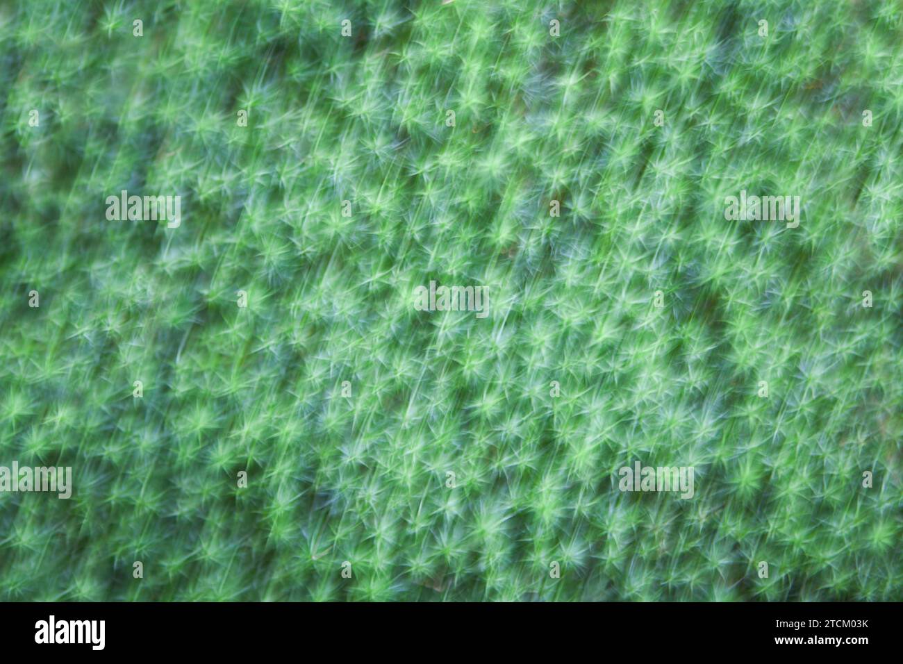 Moss structures, abstract background, wiping effect, bulb exposure Stock Photo
