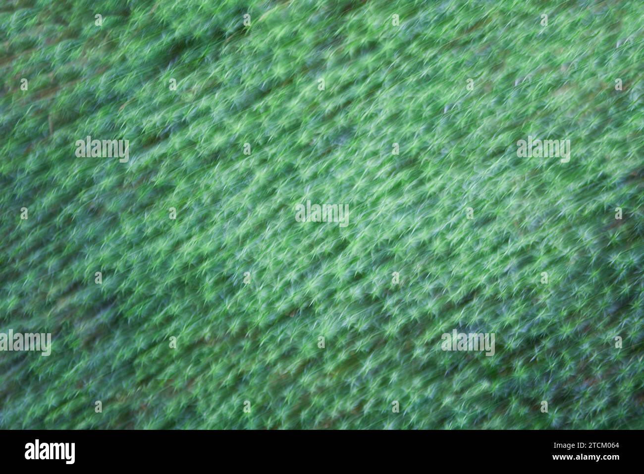 Moss structures, abstract background, wiping effect, bulb exposure Stock Photo