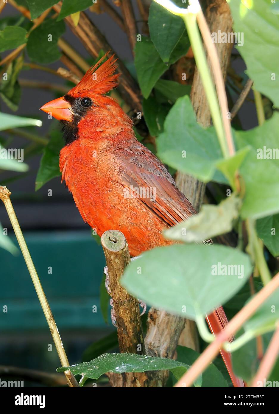 Northern cardinal, redbird, common cardinal, red cardinal, Rotkardinal