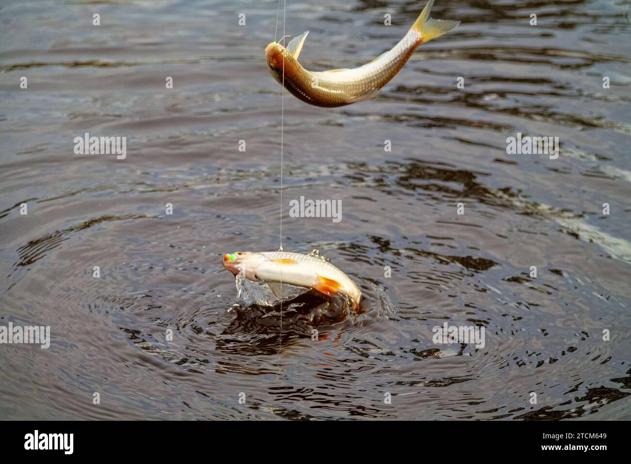 Roach. Gambling fishing on the river in the evening. Leger rig evening biting, bottom line set up. Two or three fishes are sometimes caught Stock Photo