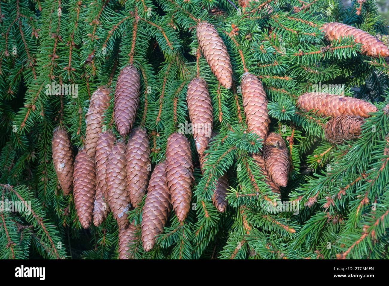 Forest science. Cones from top of European Spruce (Pinus sylvestris) at age of about 100 years after winter fruiting. Some of cones are damaged and re Stock Photo