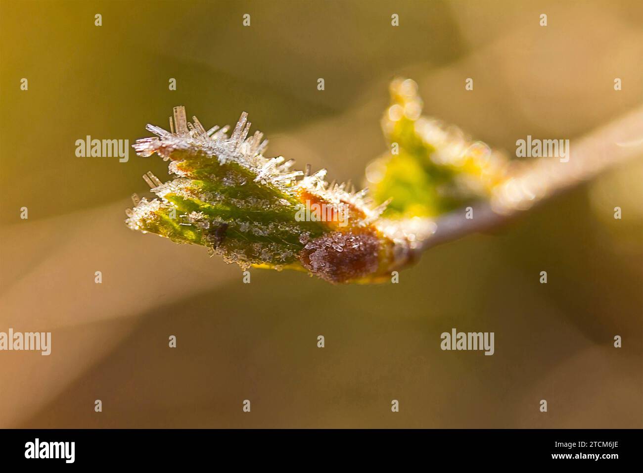 Freezer burn. The spring young foliage was covered with ice crystals
