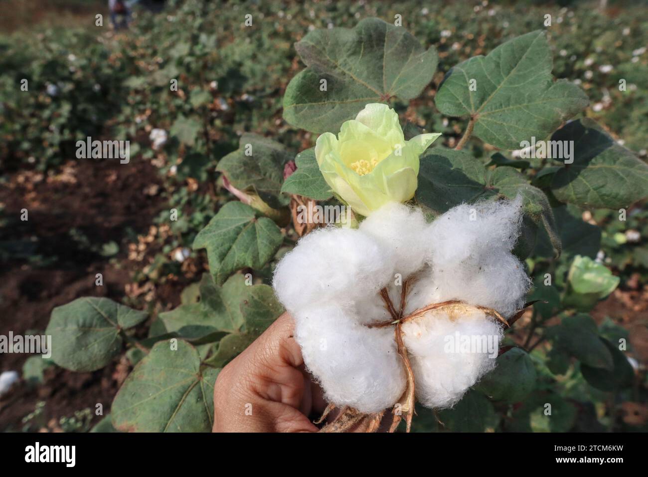 Female holding freshly harvested Cotton ball, cotton yellow flower and